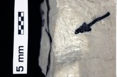 Foto (Detailansicht) von Cracensigillatus gracilirostrus (Robins et al., 2013) (NHMW-GEO-1990-0041-0528)